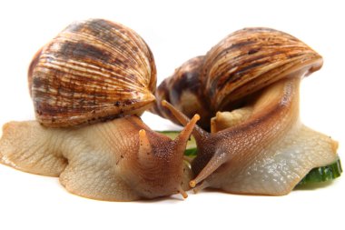 iki achatina salyangoz 