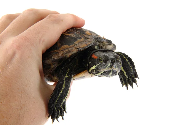 Tartaruga acquatica in mano umana — Foto Stock