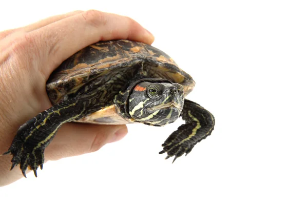 Vatten sköldpadda i mänsklig hand — Stockfoto