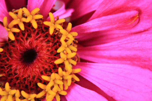 Violet bloem detail — Stockfoto