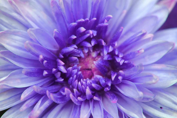 Lila virág részletesen — Stock Fotó