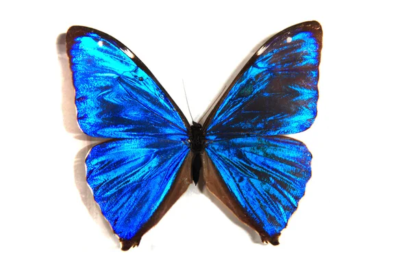 Mariposa azul — Foto de Stock