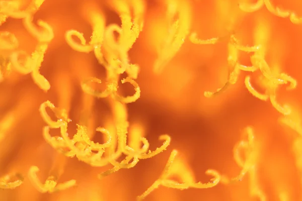 タンポポの花の非常に緊密なディテール — ストック写真