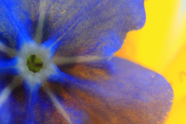Ηελοχάρης λουλούδι λεπτομέρεια — Φωτογραφία Αρχείου