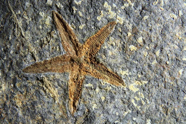 Altes Seestern-Fossil im Stein — Stockfoto