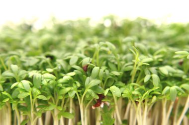 Beyaz arka plan üzerinde izole watercreess