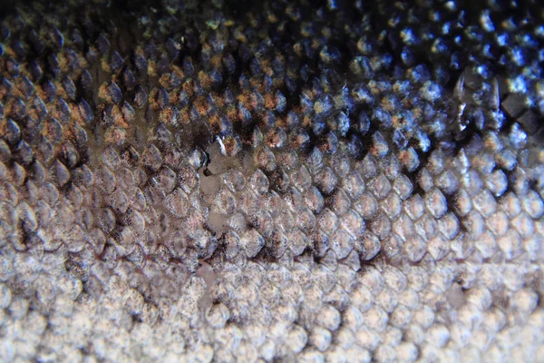 Textur der Forellenhaut — Stockfoto