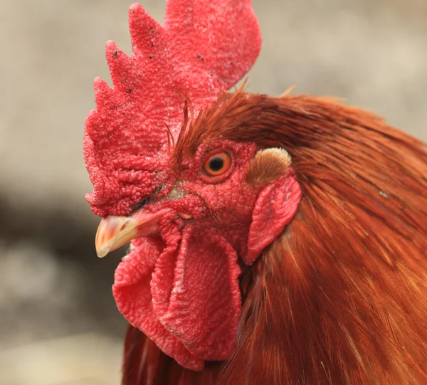 Head of rooster — Stock Photo, Image