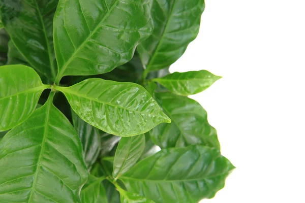 Pianta di caffè isolato sullo sfondo bianco — Foto Stock