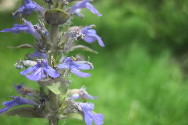 Erken Bahar Çiçekleri