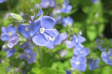 Erken Bahar Çiçekleri