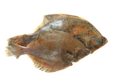 flatfishes isolated  clipart