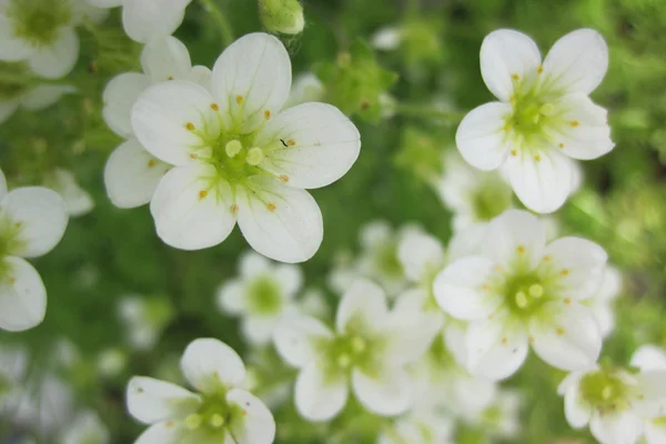 Flores de primavera temprana de la naturaleza — Foto de Stock