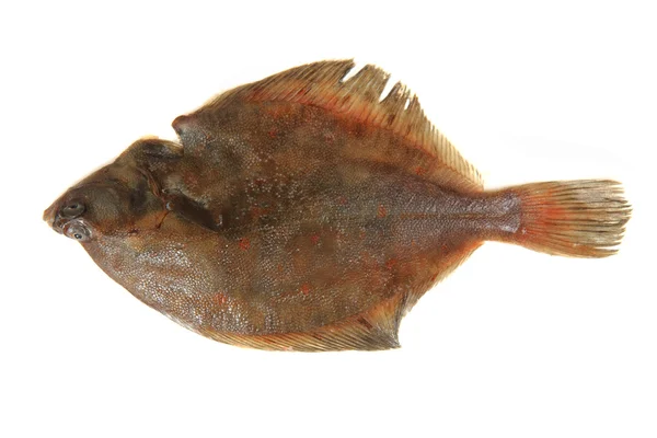 Pesce piatto isolato — Foto Stock