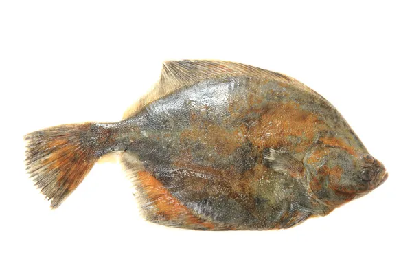 Pesce piatto isolato — Foto Stock