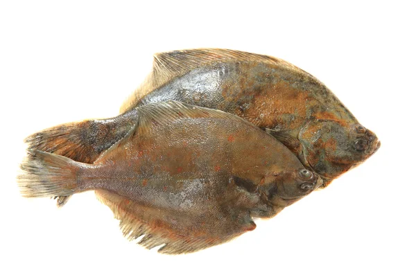 Izole flatfishes — Stok fotoğraf