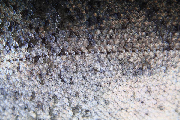 Peau de truite — Photo