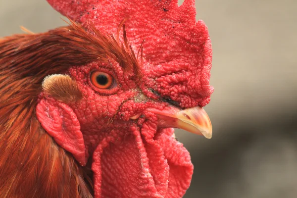 Rooster head from home farm — Stock Photo, Image