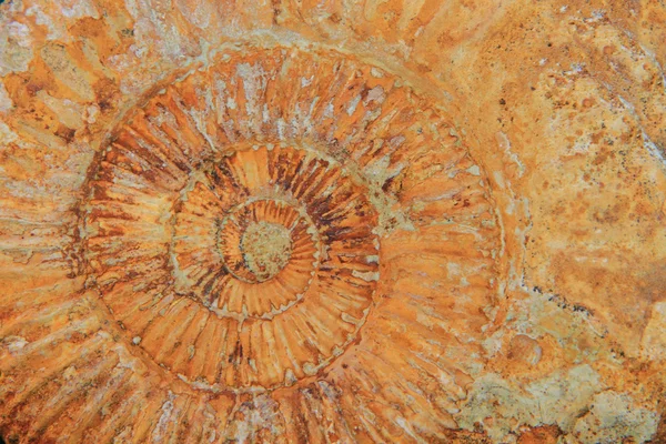Natuurlijke amonite fossiele achtergrond — Stockfoto