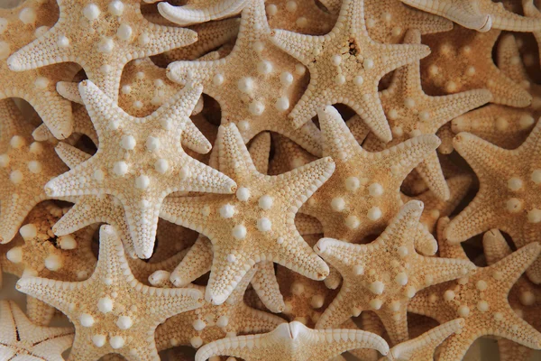 Seastar textur (sjöstjärna bakgrund) — Stockfoto