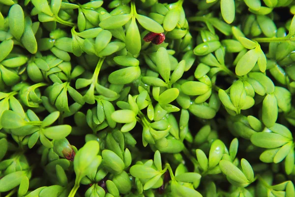 Watercress detail — Stock Photo, Image