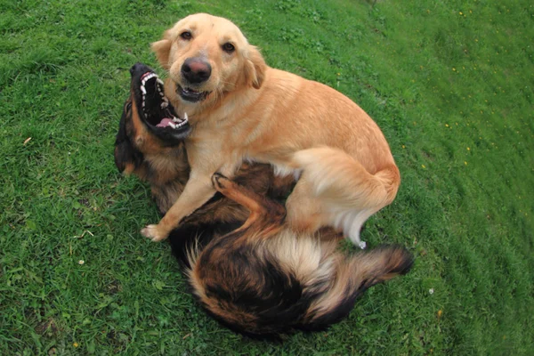 Perros de combate — Foto de Stock