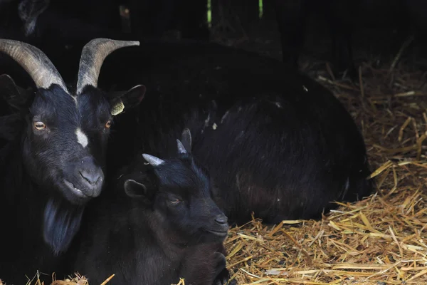 집 농장에서 검은 염소 — 스톡 사진