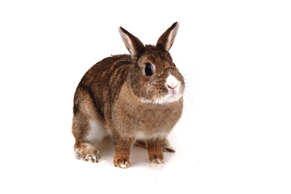 Kleine bruine bunny (pet-folie) — Stockfoto