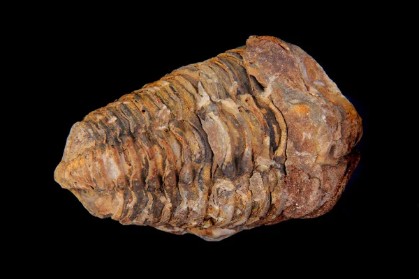 分離された古い三葉虫の化石 — ストック写真