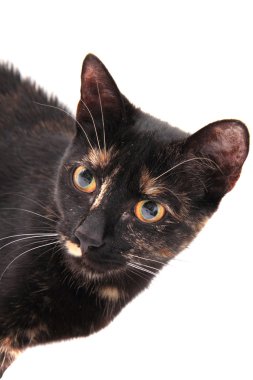 genç siyah kedi izole 