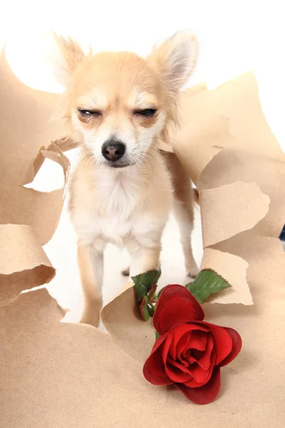 Valentine pet - čivava s červenou růží — Stock fotografie