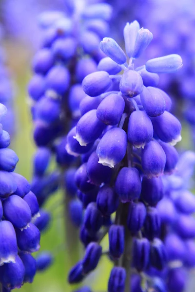 Dettaglio del giacinto di uva blu — Foto Stock