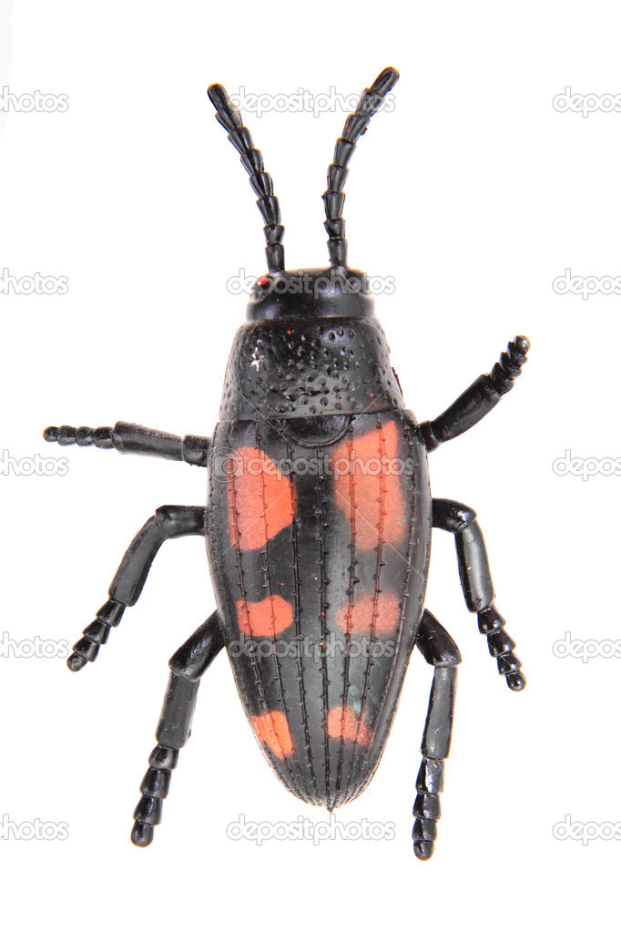 plastic beetle toy (bug)