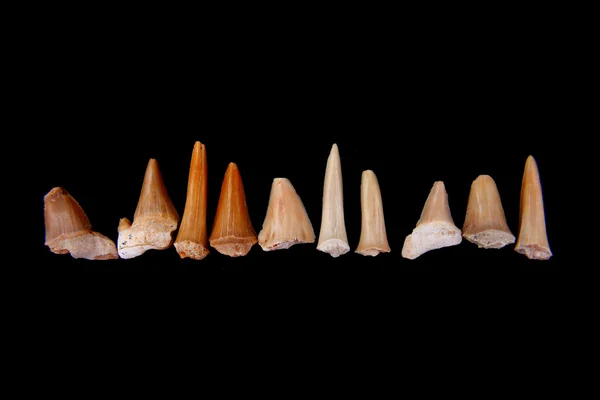 Dientes fósiles de tiburón —  Fotos de Stock