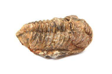 trilobite fosil 