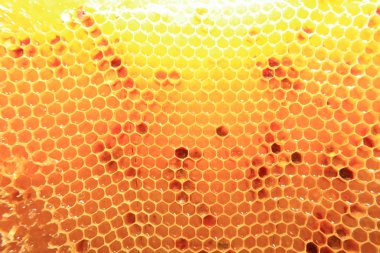 taze bal arı balmumu 