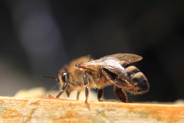 Пчела отдыхает. — стоковое фото