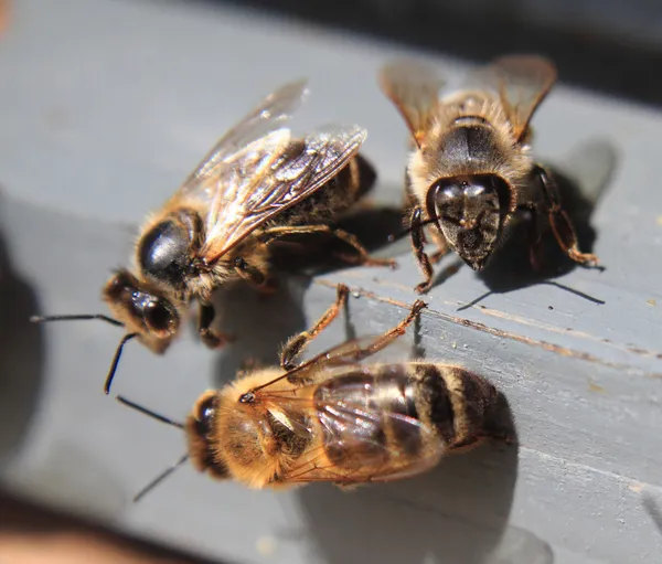 Μέλισσα είναι ανάπαυση — Φωτογραφία Αρχείου