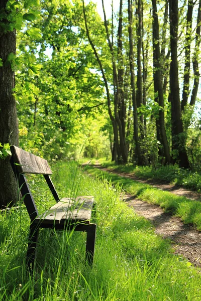 在春天的森林长凳 — 图库照片