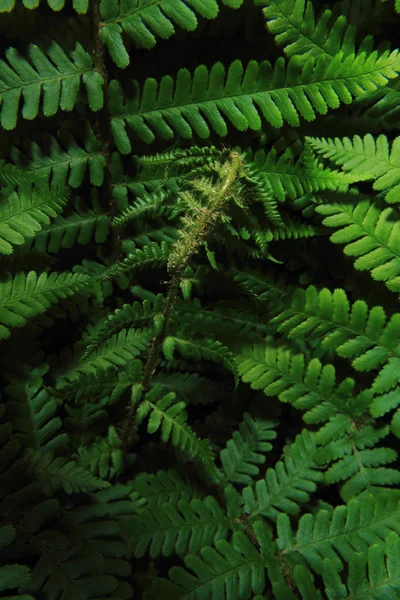 Grön ferny bakgrund — Stockfoto