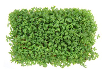 taze yeşil su teresi 