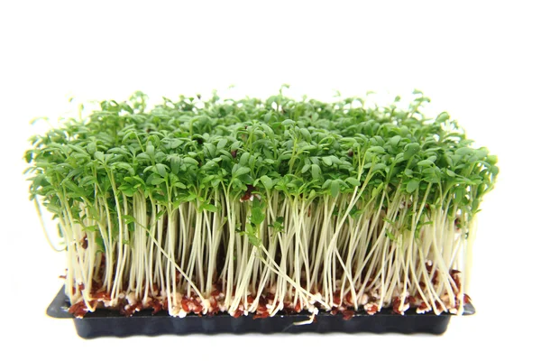 Crescione verde fresco — Foto Stock