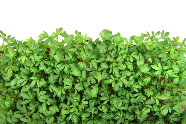 Watercress — Stock Photo, Image