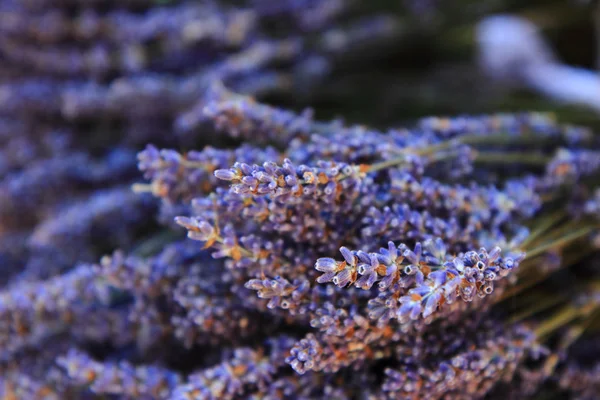 Detalhe da flor levander — Fotografia de Stock