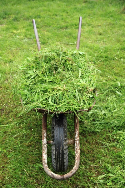 Wheelbarrow with fresh green grass — Stock Photo, Image