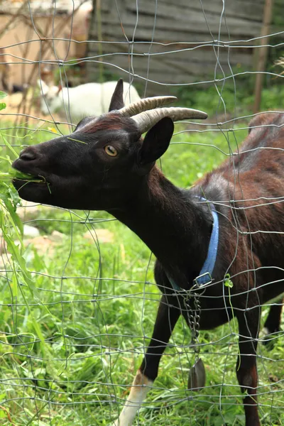 Черная коза в зеленой траве — стоковое фото