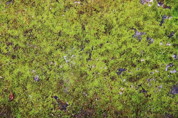 苔藓背景 — 图库照片