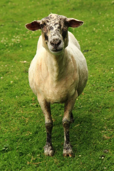 Moutons dans l'herbe verte — Photo