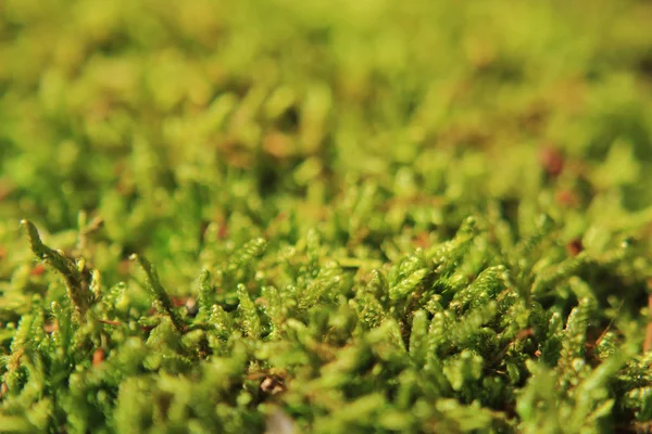 Textura de musgo verde — Fotografia de Stock