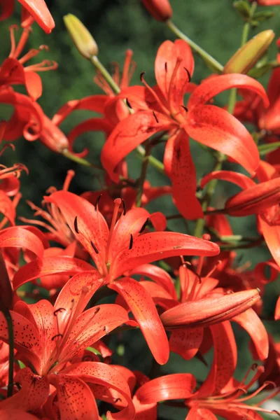 素敵な花の背景に赤いユリ — ストック写真